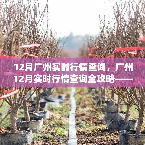廣州12月實時行情查詢?nèi)ヂ?，零基礎(chǔ)操作指南