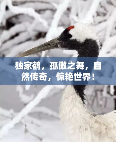 獨(dú)家鶴，孤傲之舞，自然傳奇，驚艷世界！