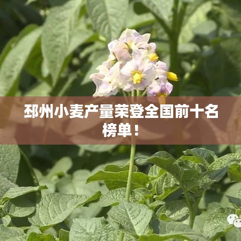邳州小麥產(chǎn)量榮登全國(guó)前十名榜單！