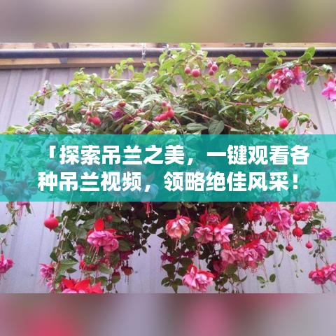 「探索吊蘭之美，一鍵觀看各種吊蘭視頻，領(lǐng)略絕佳風(fēng)采！」