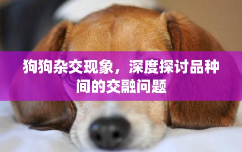 狗狗雜交現(xiàn)象，深度探討品種間的交融問題