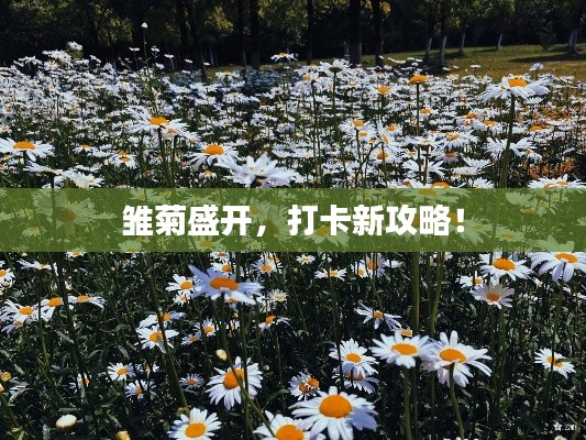 雛菊盛開，打卡新攻略！