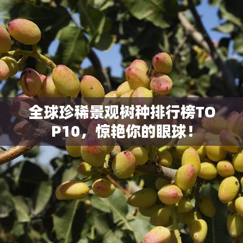 眉目如畫(huà)