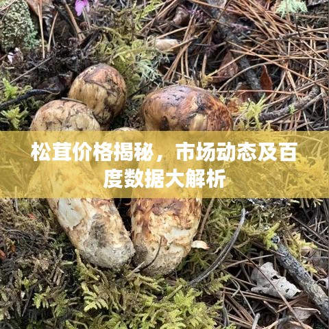 松茸價格揭秘，市場動態(tài)及百度數(shù)據(jù)大解析