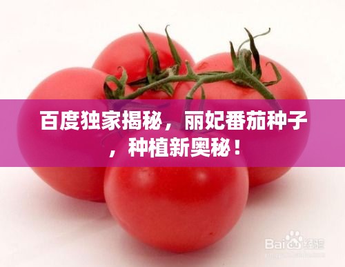 百度獨家揭秘，麗妃番茄種子，種植新奧秘！